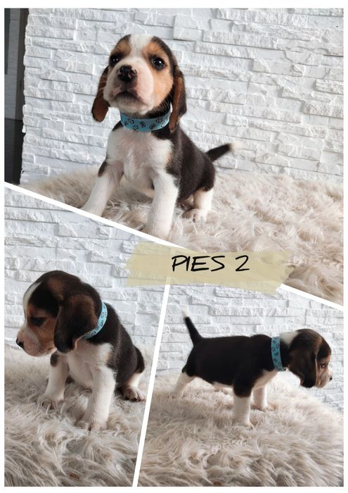 Beagle .. Beagle