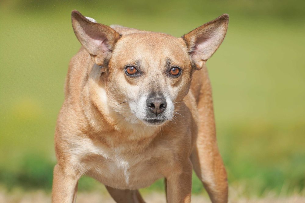 Dyzik - mały, rudy piesek