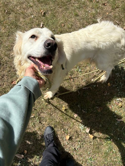 Bella do adopcji Schronisko Sokolow Podl
