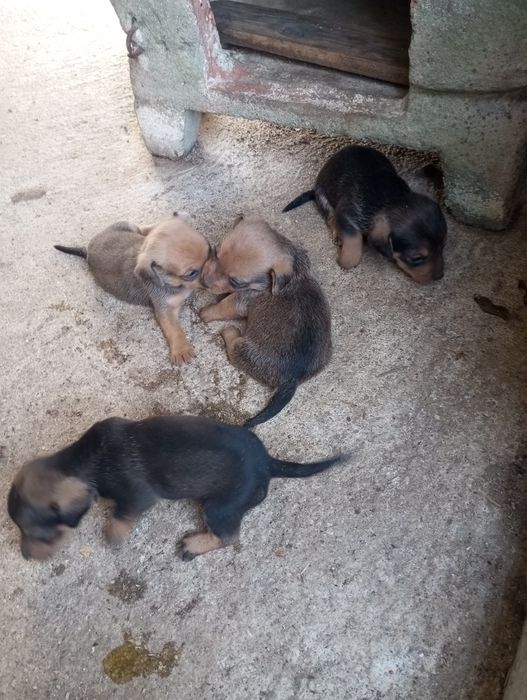 Cães de raça Teckel