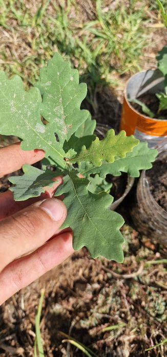 Carvalho bravo para plantar