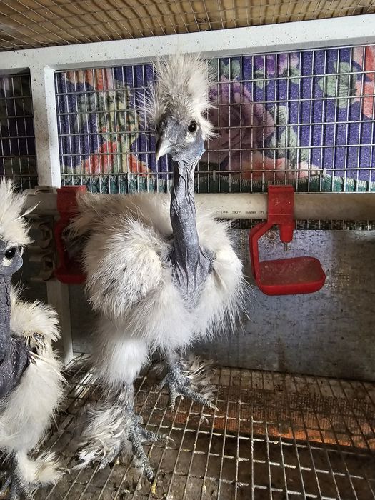 Китайская  пуховая.