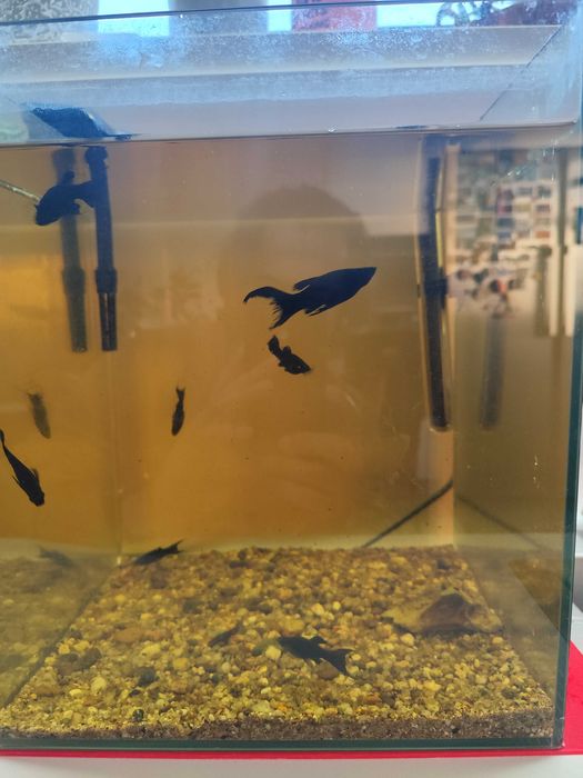 Urgente Aquariofilia, aquário, plantas e peixes