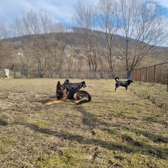 Собаки в добрі руки