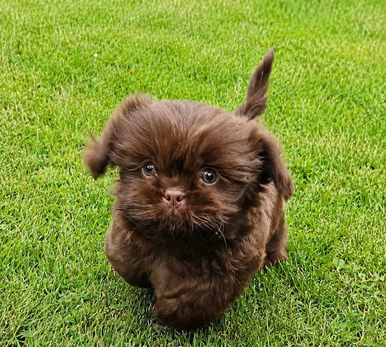Shih Tzu suczka szczeniaczek z rodowodem