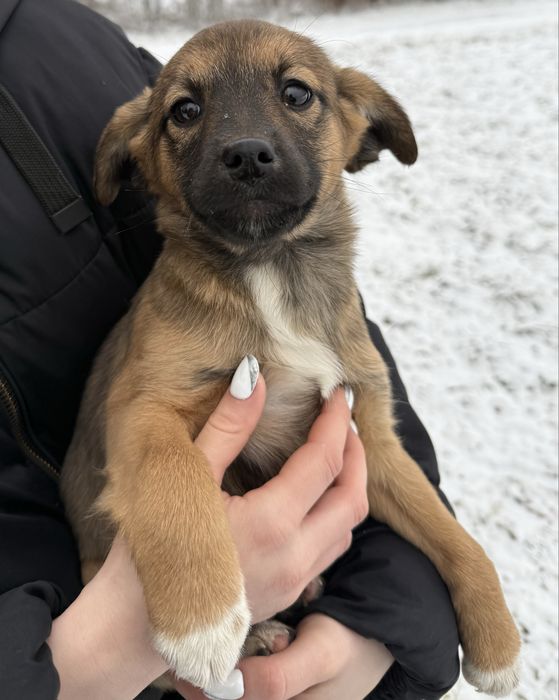 Oddam suczki w dobre ręce!