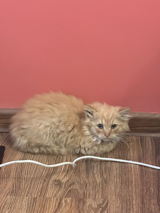 Котик. Кошеня.кіця. Котики. дівчатка і хлопчики