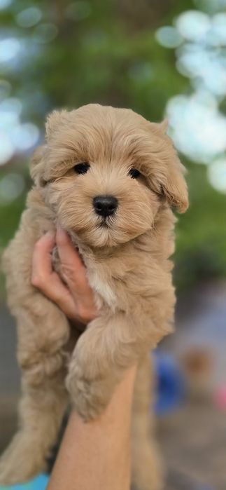 Maltipoo/ chłopczyk