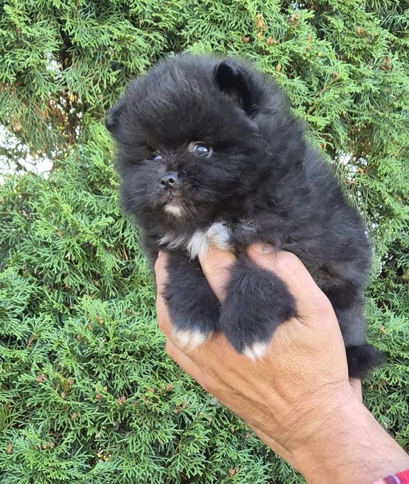 Szpic miniaturowy pomeranian ( piękny malutki czarny piesek)