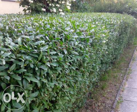 Liguster w doniczkach p9 Ligustr tanio Na żywopłot liściasty