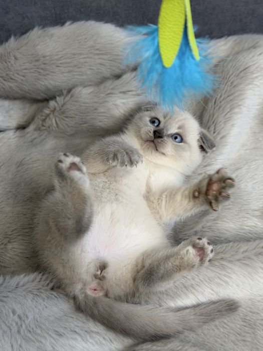 Шотландський вислоухий котик. Плюшевий котик