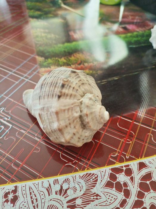 Рапаны, ракушки,