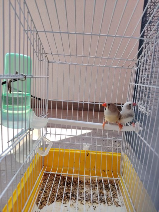 Diamante Mandarim (Casal)