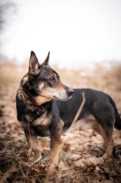 Master-spokojny psiak, stracił opiekuna, trafił do schroniska- adopcja