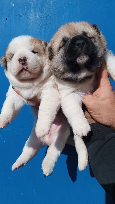 Продам цуценят акітята