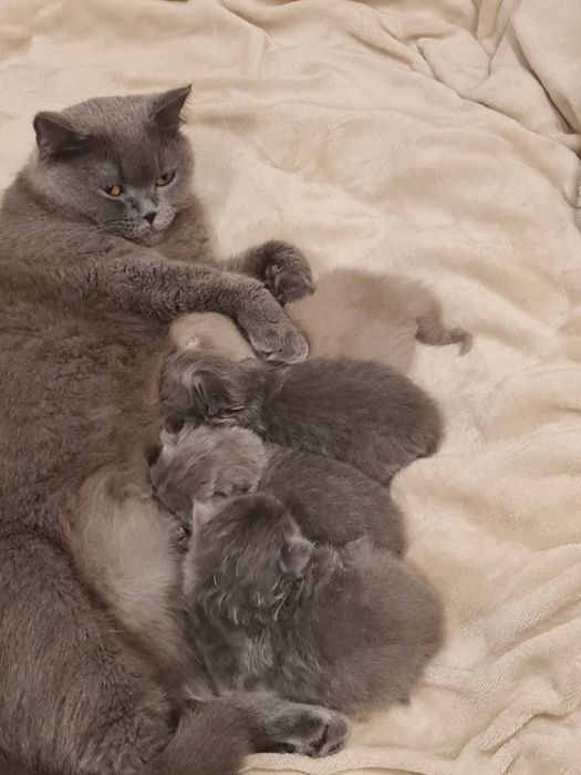 Шотландські кошенята