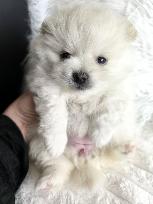 Spitz anão. Lulu da Pomerânia. Perfeito