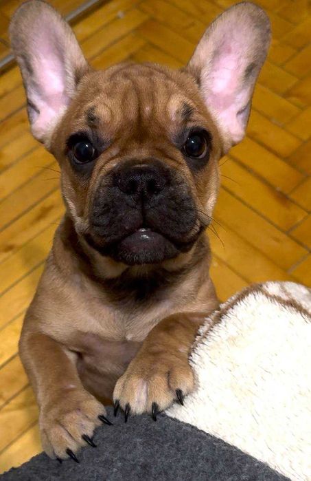 Цуценята французького бульдога. ЦІНУ ЗНИЖЕНО!!!