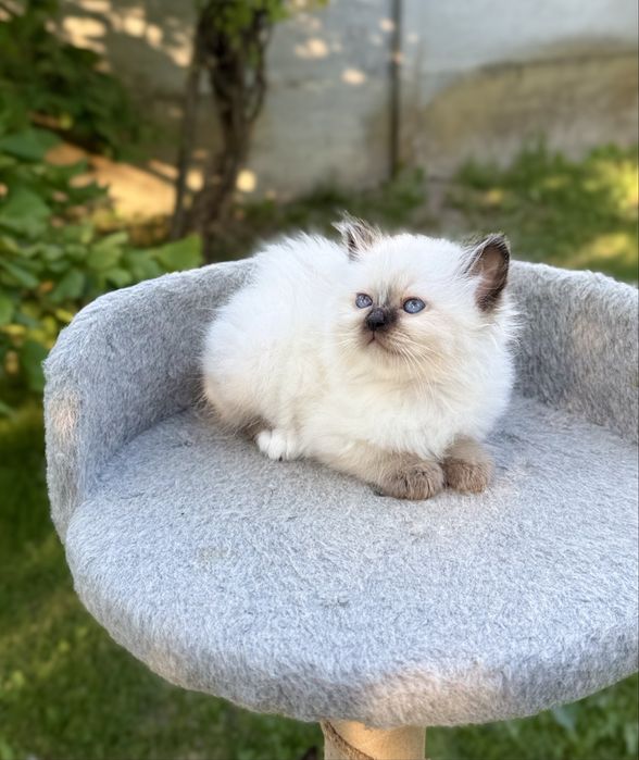 Кошенята Священна Бірма