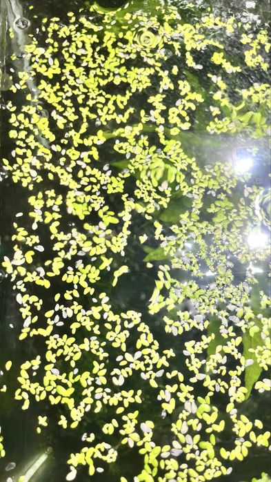 Plantas Flutuantes para aquario