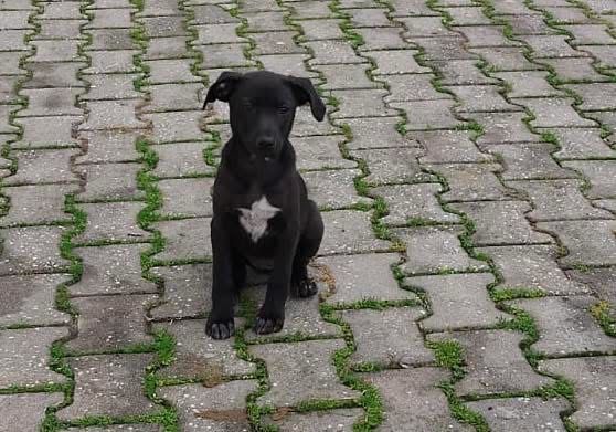 Cachorrinhos 2 meses e meio muito meigos adoção responsável