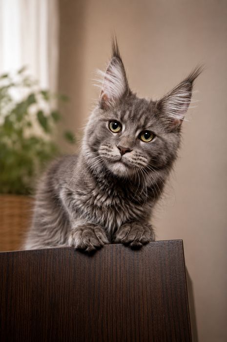 Кошеня мейн - кун . Дівчинка