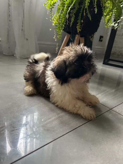 Szczeniaczki shih-tzu