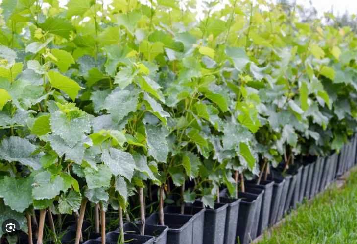 Sadzonki Winogrona 2,5 letnie 50 cm Owocujące Deserowe i na Wino!