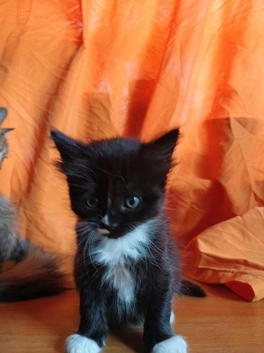 Віддам у добрі руки: чорно-білі кошенята-дівчатка шукають родину!