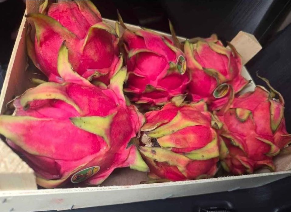 Caixas de pitaya docinha para entregas