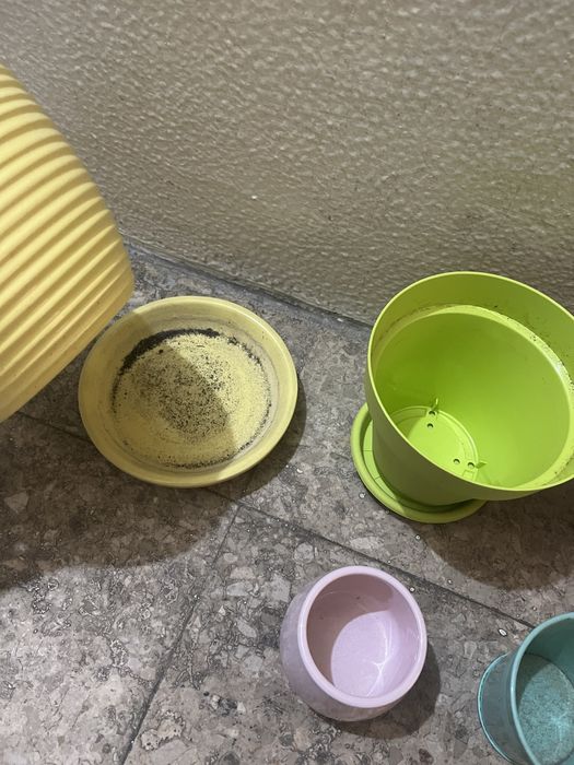 Vasos de plantas variados