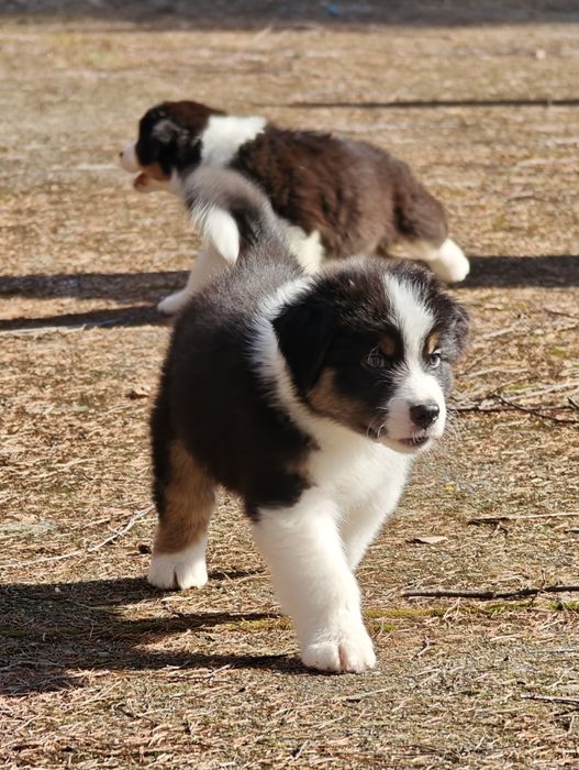 Owczarek australijski