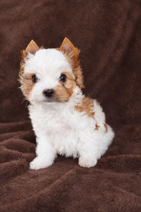 Cudny, malutki piesek york white ocean pearl, laleczka