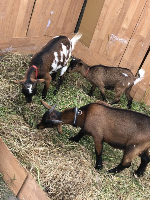 Vendo Cabras anãs