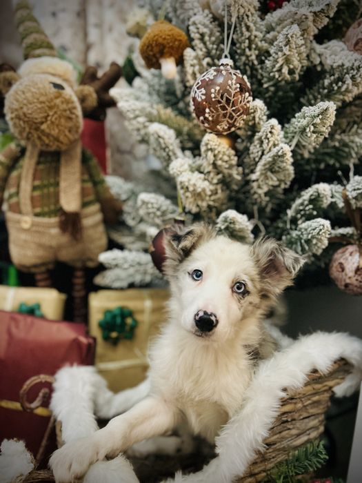 Excelente Menina border collie blue merle olhos azuis