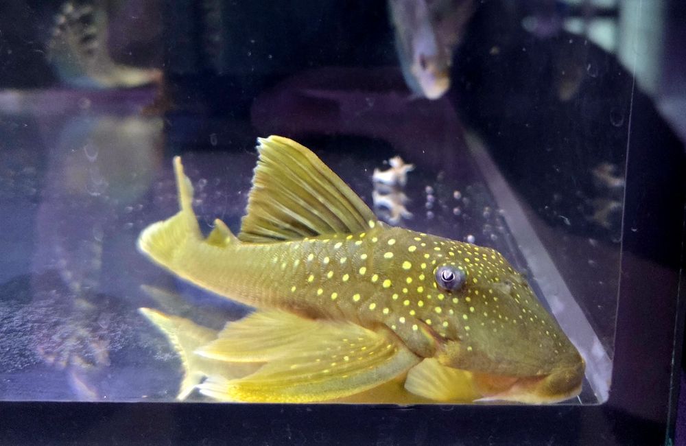 Zbrojnik L200 green phantom (Hemiancistrus subviridis) odłów f0