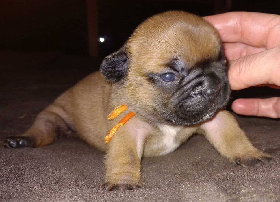 Bulldog Francês afixo Mayday Hill