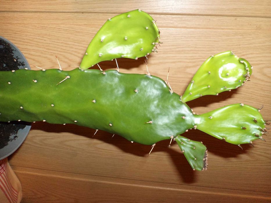 opuncja, kaktus kwiat doniczkowy,