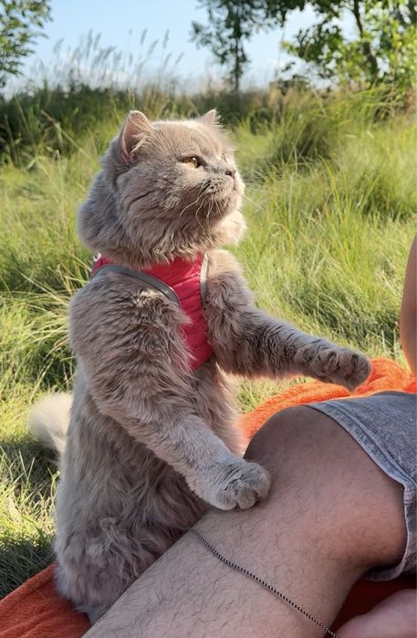 Вязка Британський ліловий довгошерстий котик