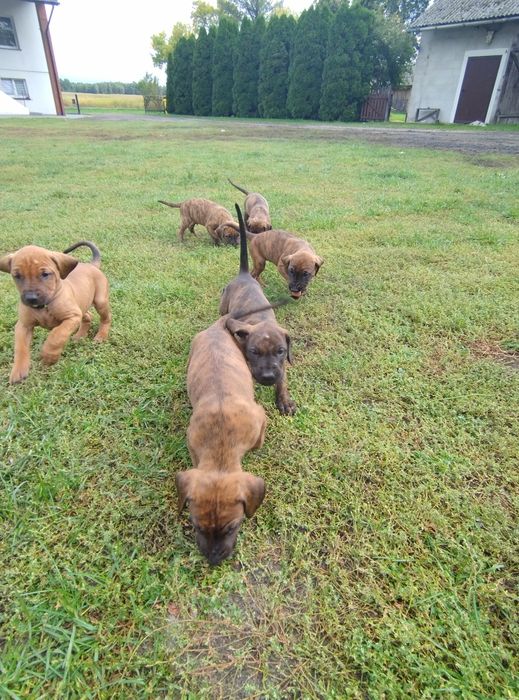 Oddam psy catahoula leopard dog