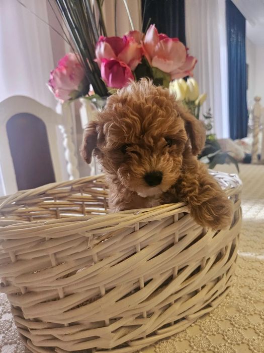 Супер міні Мальтипу ВИГІДНО‼️Мальтипу маленький Мальтипу мини f1