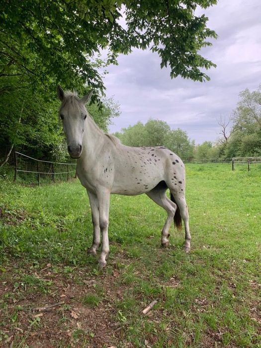 Klacz kuc feliński tarant