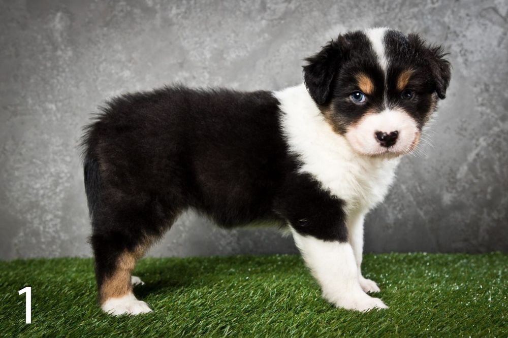 Owczarek australijski - suczka Black Tri