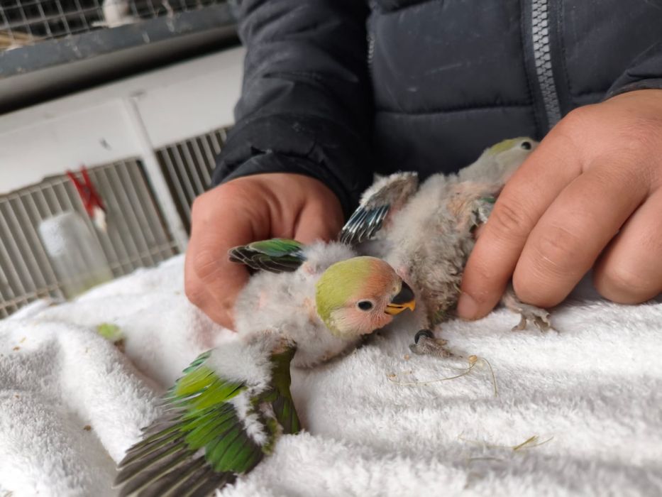 Agaponis roseicollis para criar a mao