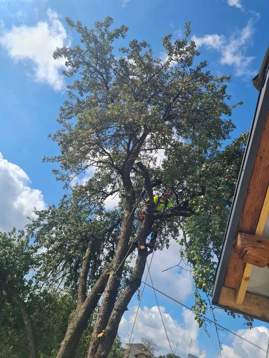 Зрізка зрізання кронування обрізання  дерев