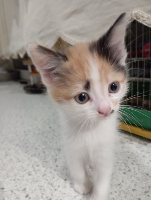 Віддам в добрі руки котиків