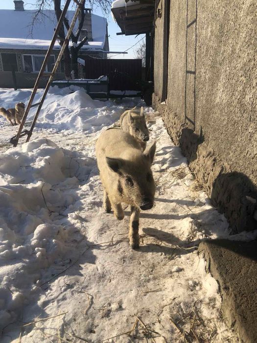 Продаються поросята мангалиці