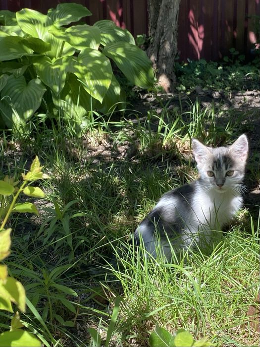 Отдаем котят в добрые руки