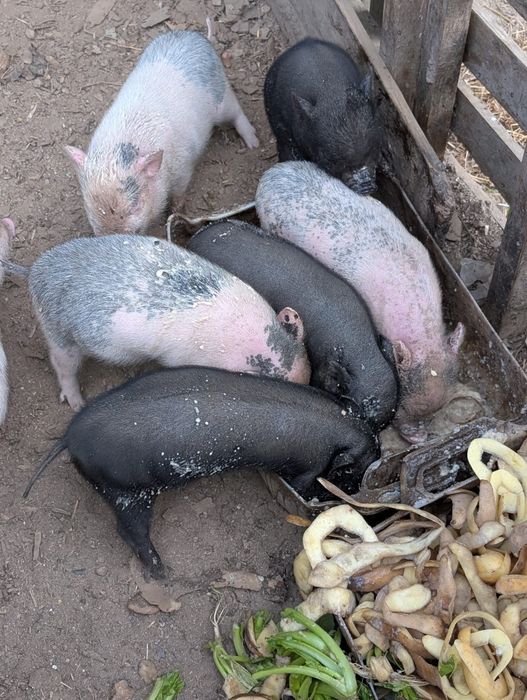 Porquinhos mini pig