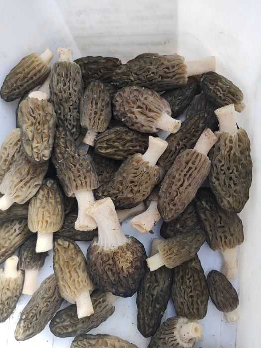 Гриби зморшки сушені.